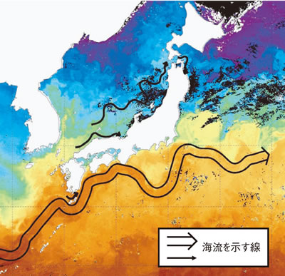 海洋短波レーダーによって観測された表層の流れ