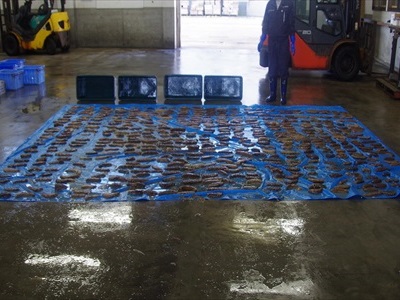 �������ꂽ�Ȃ܂�