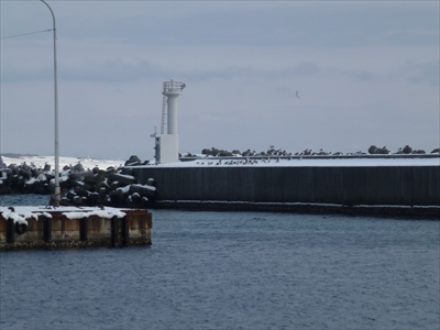 �O�l�`��h�g�瓔��̎ʐ^�ł�