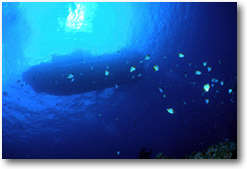 ���S�Ŋy�����{�[�g�_�C�r���O���I