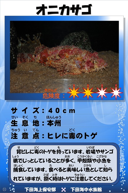 �I�j�J�T�S�̉摜