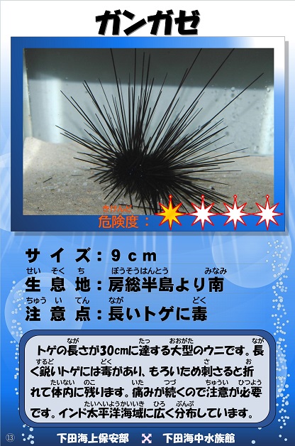 �K���K�[�̉摜