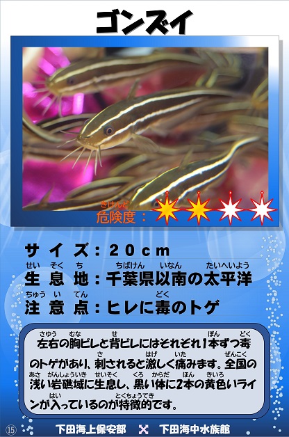 �S���Y�C�̉摜