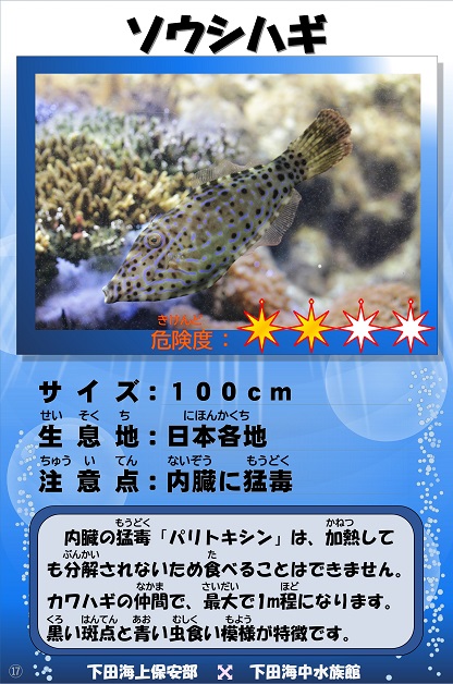 �\�E�V�n�M�̉摜