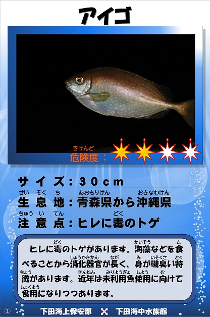 �A�C�S�̉摜