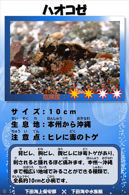 �n�I�R�[�̉摜