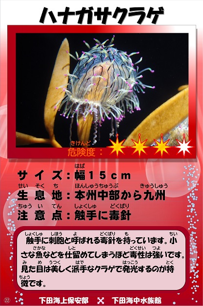 �n�i�K�T�N���Q�̉摜