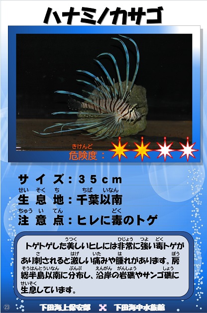 �n�i�~�m�J�T�S�̉摜