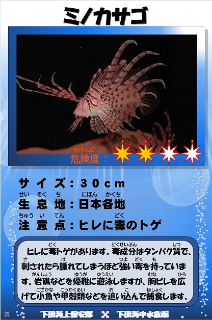 �~�m�J�T�S�̉摜