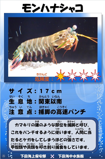 �����n�i�V���R�̉摜