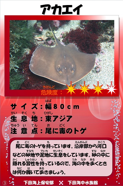 �A�J�G�C�̉摜