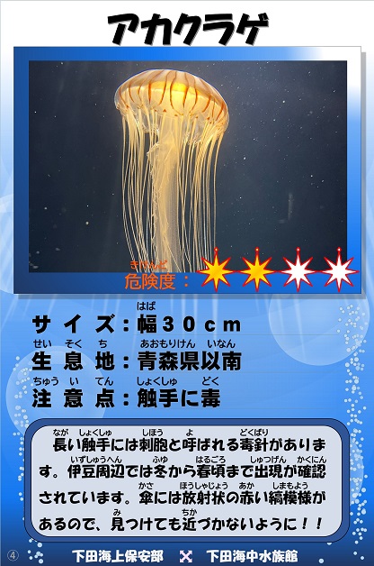 �A�J�N���Q�̉摜