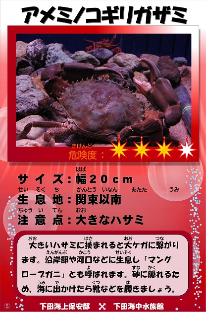 �A���~�m�R�M���K�U�~�̉摜