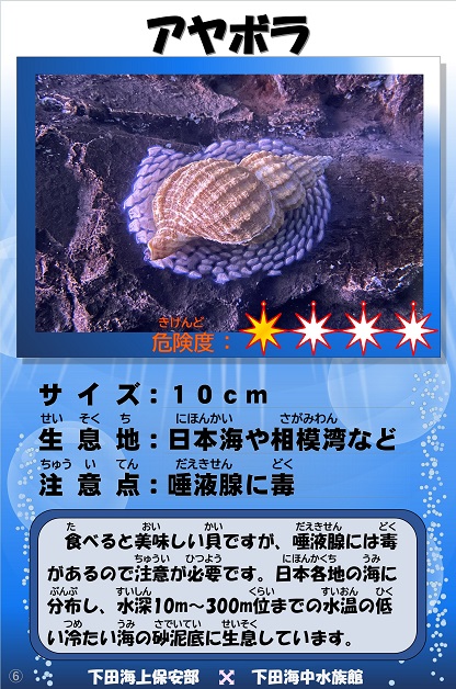 �A���{���̉摜