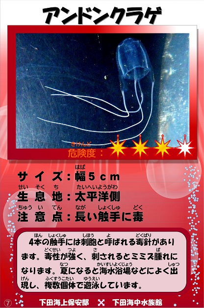 �A���h���N���Q�̉摜