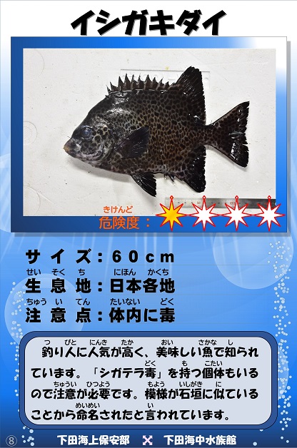 �C�V�K�L�_�C�̉摜