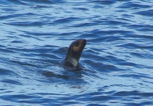 �������̎ʐ^