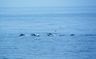 ���邩�̎ʐ^