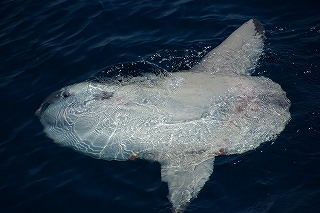 �܂�ڂ��̎ʐ^