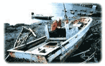 �����D���̉摜