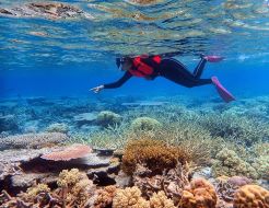 スノーケリング