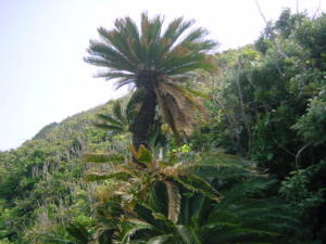 �r���E�̎ʐ^