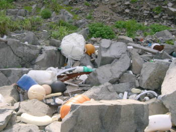 �Y���S�~�̎ʐ^