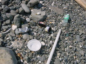 �Y���S�~�̎ʐ^