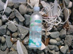 �Y���S�~�̎ʐ^