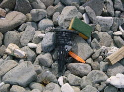 �Y���S�~�̎ʐ^