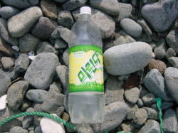 �Y���S�~�̎ʐ^