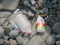 �Y���S�~�̎ʐ^