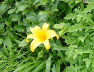 �i���o���J���]�E�̎ʐ^