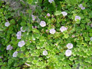 �q���K�I�̎ʐ^