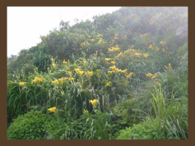 �i���o���J���]�E�̎ʐ^