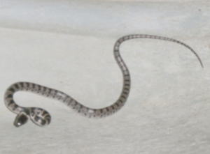 �V���}�_���̎ʐ^