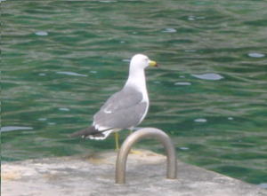 �J�����̎ʐ^