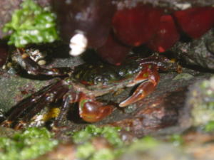 �T���K�j�̎ʐ^