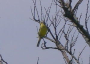 �q�o���̎ʐ^