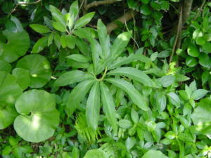 ���N�^�`�o�i�̎ʐ^