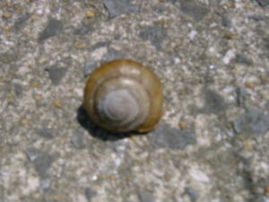 �_���W���}�C�}�C�̎ʐ^