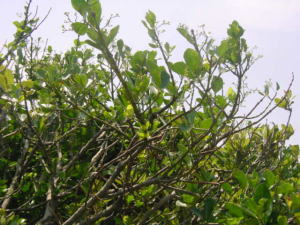 �}���o�j�b�P�C�̎ʐ^