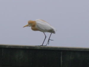 �V���T�M�̎ʐ^