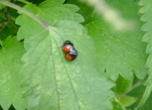 �I�I�t�^�z�V�e���g�E�̎ʐ^