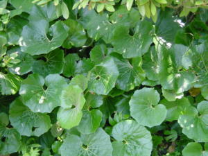 �c���u�L�̎ʐ^