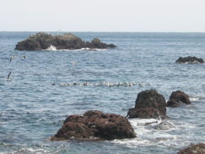 �E�~�l�R�̎ʐ^