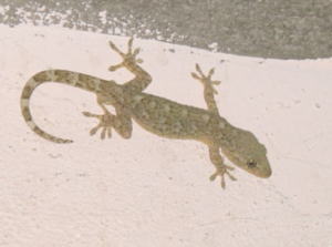 �j�V�������̎ʐ^