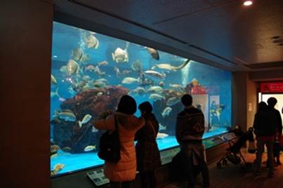 水槽内の潜水士をみる来場客