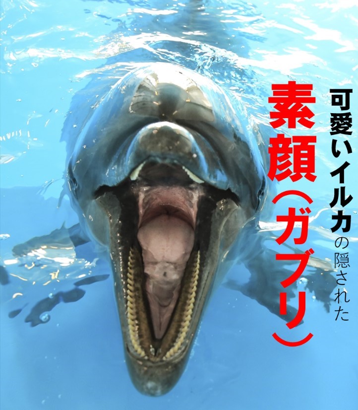 �C���J�̉摜