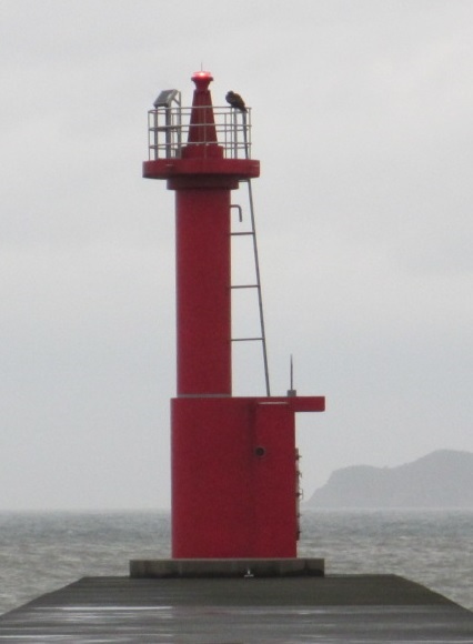 ���ؖ�`�`�h�g�瓔��S�i�ʐ^